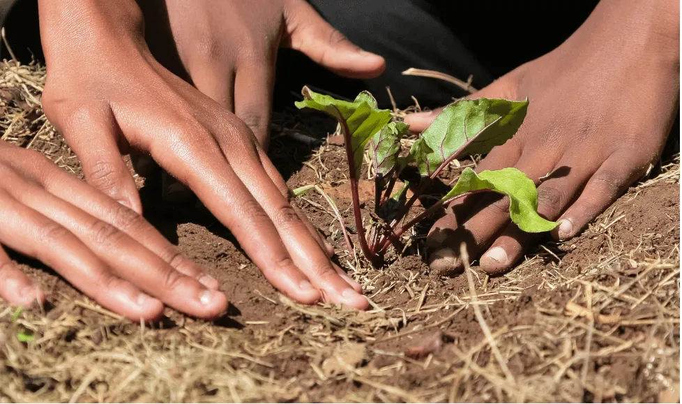 Hands planting a young leafy seedling in soil